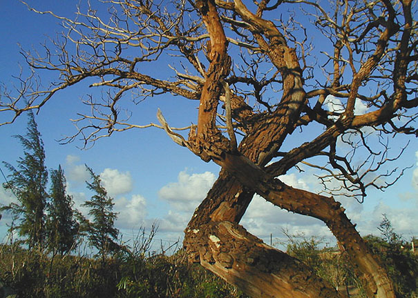 cool freakin' tree
